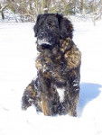 un Leonberg sous la neige