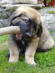 un chiot Leonberg mordant un bâton