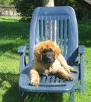 un jeune Leonberg assis sur le transat 