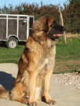 un Leonberg assis