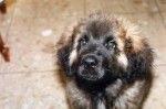 un chiot Leonberg