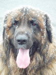 un Leonberg sous la neige