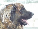un Leonberg sous la neige