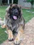 un Leonberg assis dans l'herbe