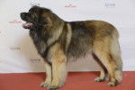 un Leonberg prit en photo