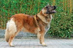 un Leonberg de profil dans la rue