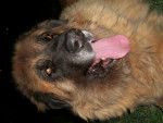 sacha - Leonberg (10 ans)