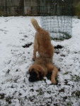 un Leonberg qui joue avec la neige
