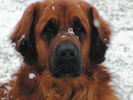 Le visage d'un Leonberg dans la neige