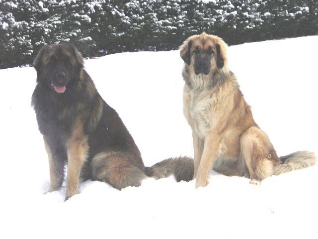 deux Leonberg sous la neige