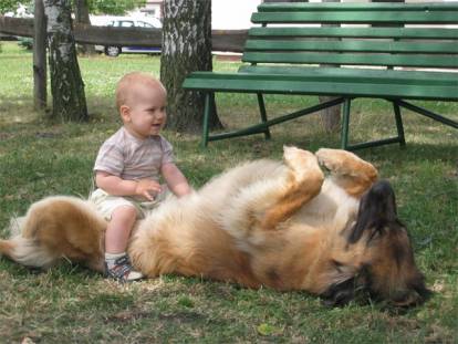 Un Leonberg qui joue avec un enfant