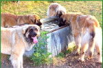 Quatre Leonberg en train de boire
