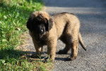 Un chiot Leonberg sur le bord de la route