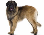 Un Leonberg en position statique sur fond blanc