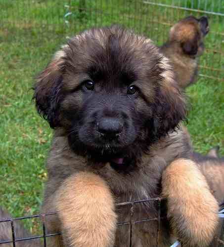 un chiot Leonberg