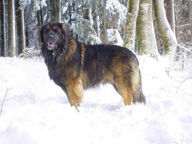 un Leonberg dans la neige
