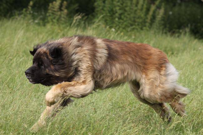 Un Leonberg qui saute dans un champ