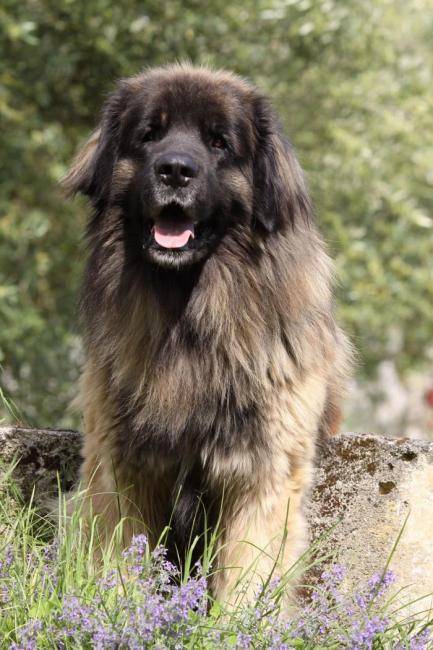 un Leonberg assis