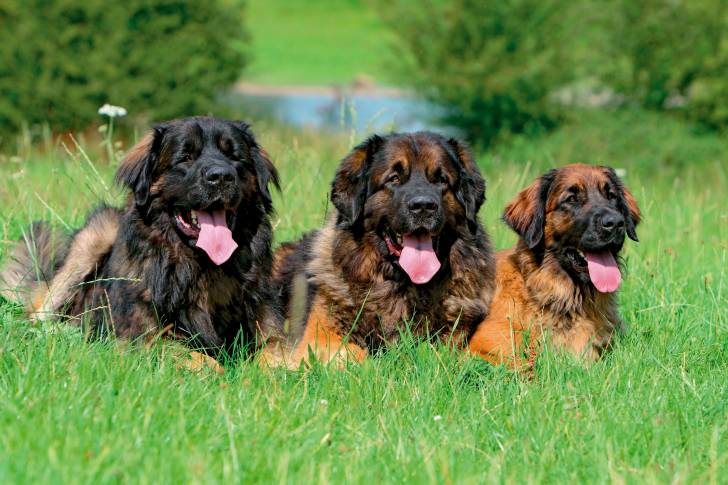 Trois leonbergs qui tirent la langue et assis dans l'herbe