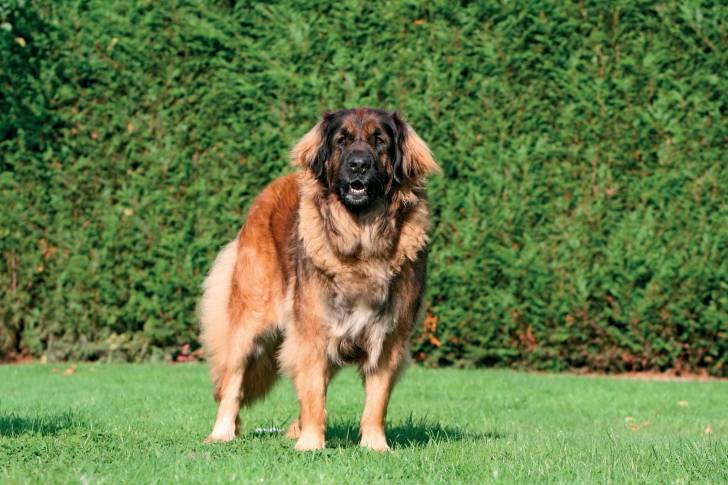 Un Leonberg dans l'herbe