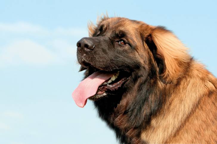 Un Leonberg en extérieur qui tire la langue