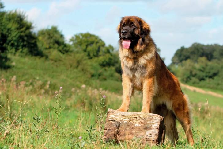 Un Leonberg debout sur un rocher