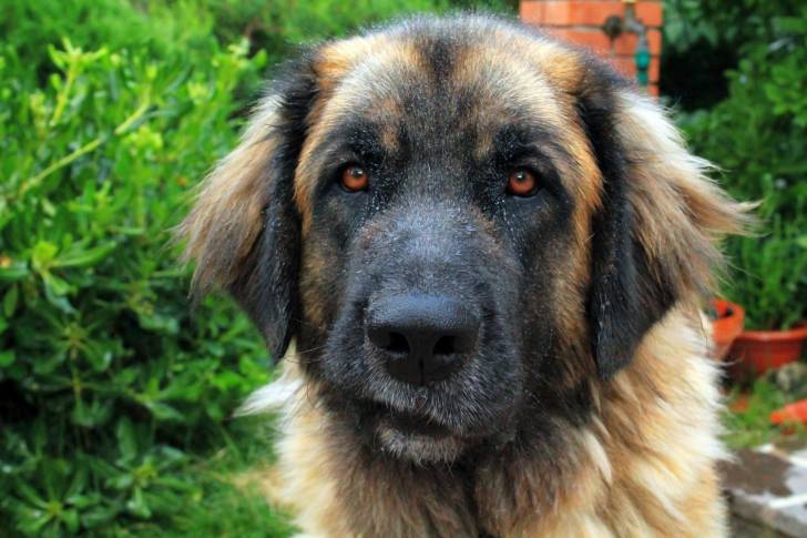 Le visage d'un Leonberg   dans le jardin
