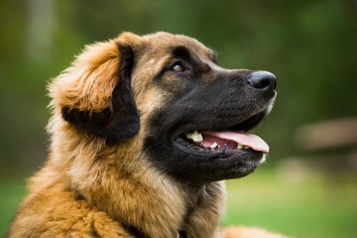 Un jeune Leonberg qui regarde en l'air