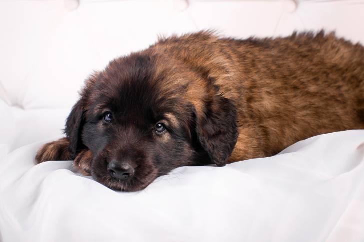 Un Leonberg aux yeux clairs allongé sur un lit