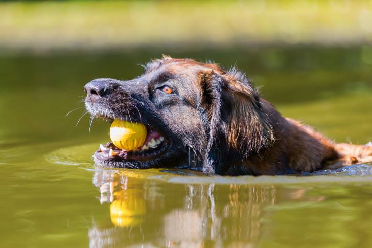 Un Leonberg qui nage avec une balle dans la gueule