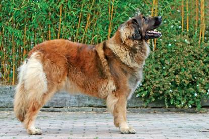 un Leonberg de profil dans la rue