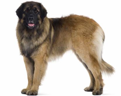 Leonberg