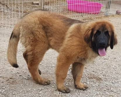 Un Leonberg sur des gravillons et tirant la langue 