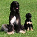 vivian y turi - Lévrier Afghan (4 ans)