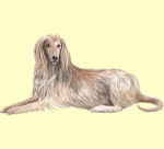 Afi - Lévrier Afghan Mâle (6 ans)