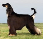 Dog - Lévrier Afghan