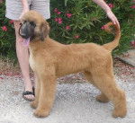 Fantasya du Menuel Galopin née le 21 fevrier 2010 - Lévrier Afghan