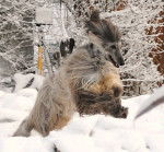 Yannick - Lévrier Afghan