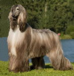 Yannick - Lévrier Afghan