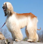 Photo Lévrier Afghan