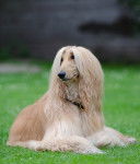 Photo Lévrier Afghan