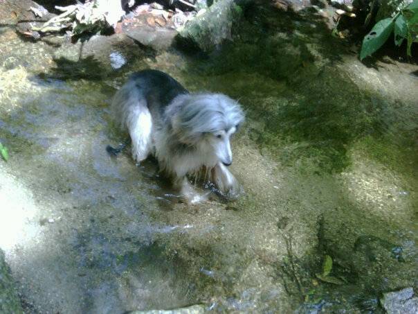 Jade - Lévrier Afghan Femelle (9 ans)