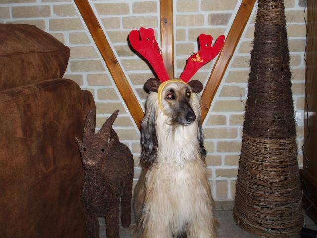 levrier afghan - Lévrier Afghan