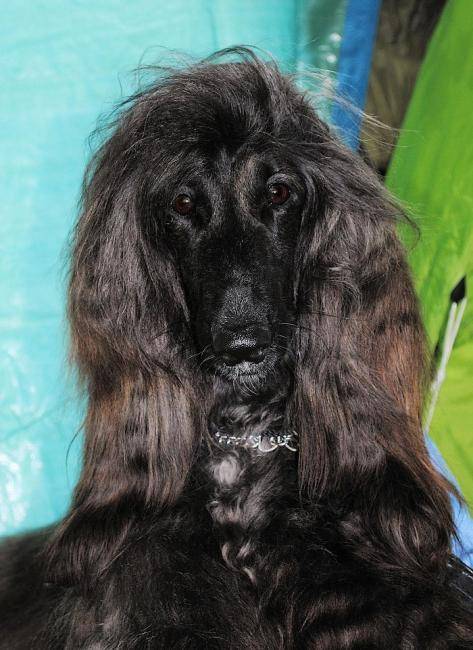 Esthelle belle chienne Lévrier Afghan - Lévrier Afghan