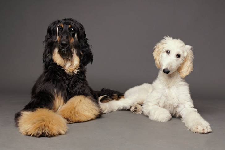 Photo Lévrier Afghan