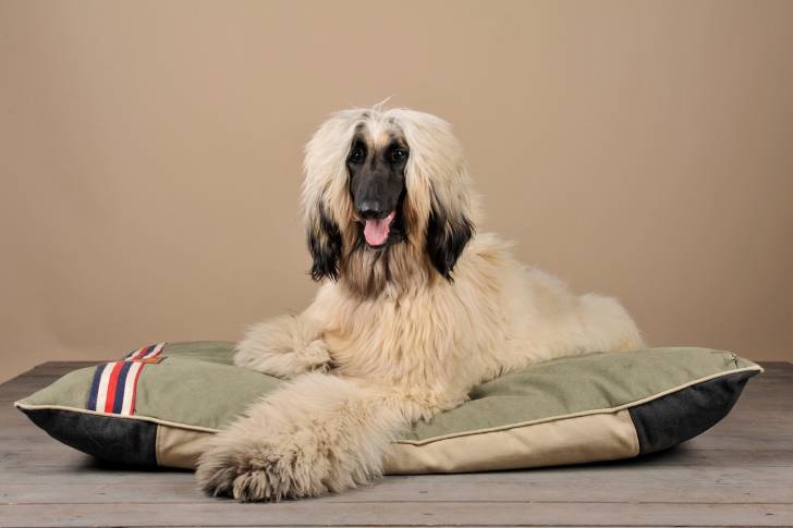 Photo Lévrier Afghan