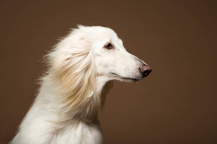 Photo Lévrier Afghan