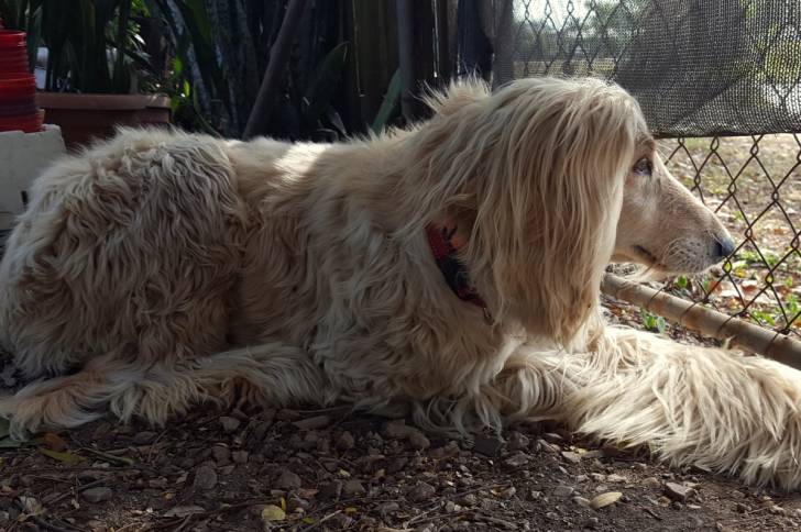 Photo Lévrier Afghan