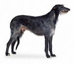 Karrie - Lévrier Écossais