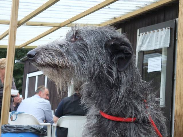 Photo Lévrier Écossais